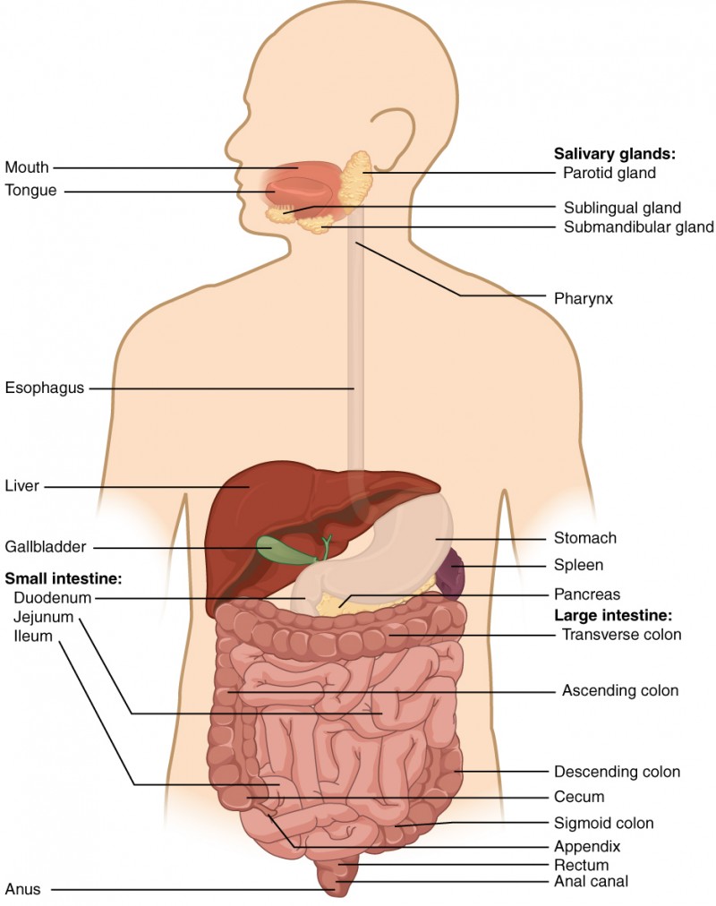 Components_of_the_Digestive_System