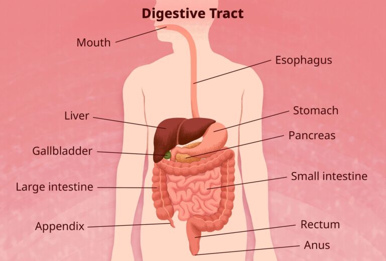 Inner Health? The 4 Vital Functions of the Gut