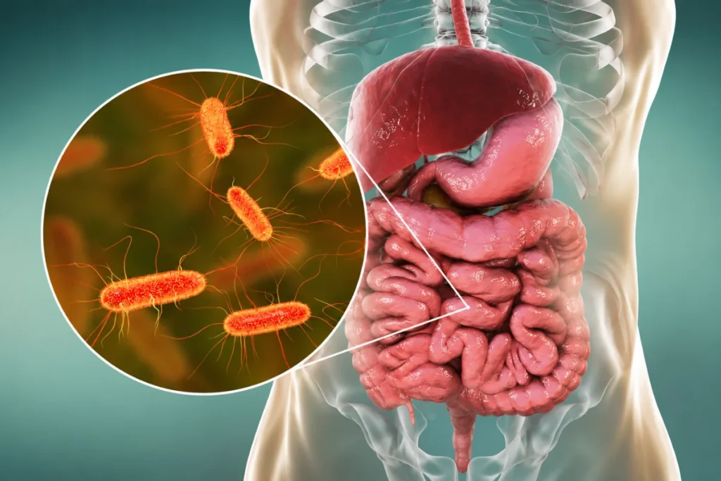 A 3D medical graphic depicting the human digestive system with a circular magnified callout showing rod-shaped flagellated bacteria to illustrate small intestinal bacterial overgrowth (SIBO).
